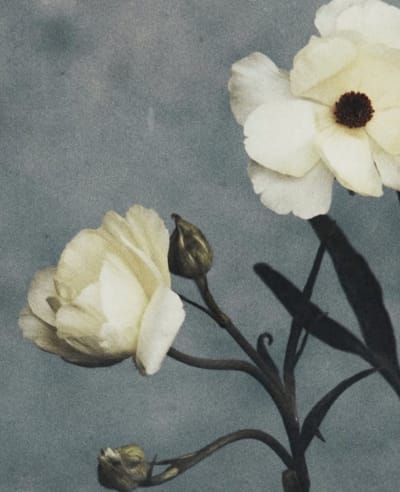 Familia floral — flores blancas sobre fondo gris azulado