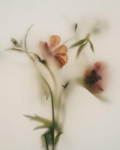 Familia floral — flores desenfocadas sobre fondo claro
