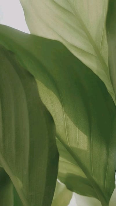 Familia herbal y verde — hojas verdes en primer plano